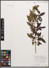 Foto von Salix caprea L. x Salix purpurea L.